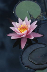 lotus